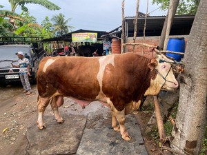 Penampakan Blembo, Sapi Kurban dari Presiden Prabowo untuk Palembang