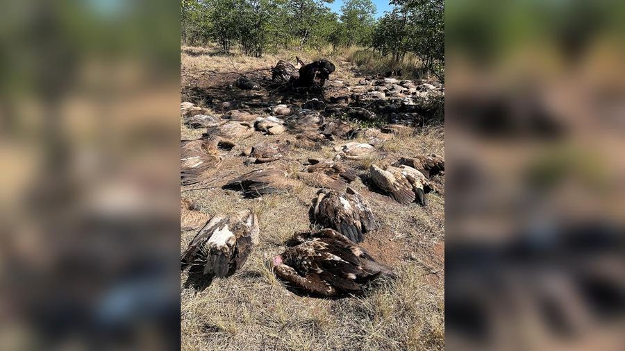 Penjaga taman Afrika Selatan dan organisasi satwa liar setempat menyelamatkan lebih dari 80 burung nasar dari keracunan massal di Taman Nasional Kruger. (Endangered Wildlife Trust/Handout via REUTERS)
