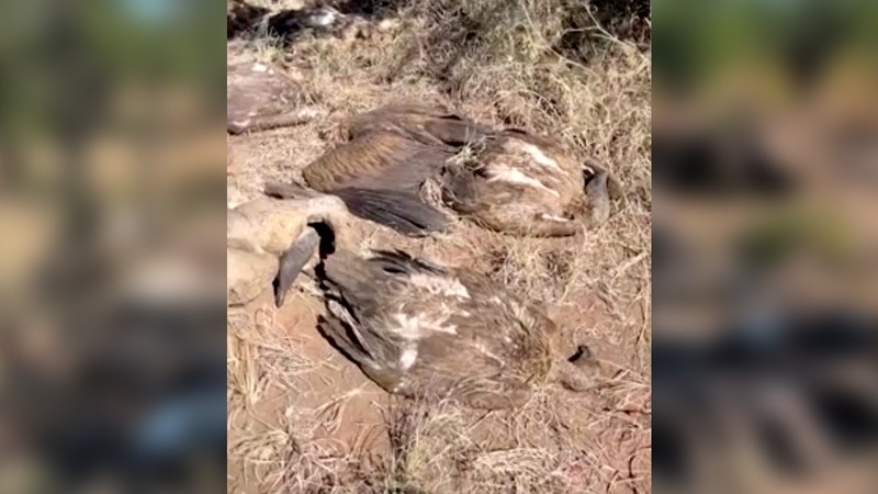 Penjaga taman Afrika Selatan dan organisasi satwa liar setempat menyelamatkan lebih dari 80 burung nasar dari keracunan massal di Taman Nasional Kruger. (Endangered Wildlife Trust/Handout via REUTERS) Penjaga taman Afrika Selatan dan organisasi satwa liar setempat menyelamatkan lebih dari 80 burung nasar dari keracunan massal di Taman Nasional Kruger. (Endangered Wildlife Trust/Handout via REUTERS)