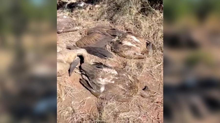 Penjaga taman Afrika Selatan dan organisasi satwa liar setempat menyelamatkan lebih dari 80 burung nasar dari keracunan massal di Taman Nasional Kruger. (Endangered Wildlife Trust/Handout via REUTERS)