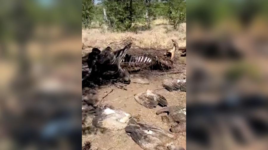 Penjaga taman Afrika Selatan dan organisasi satwa liar setempat menyelamatkan lebih dari 80 burung nasar dari keracunan massal di Taman Nasional Kruger. (Endangered Wildlife Trust/Handout via REUTERS)