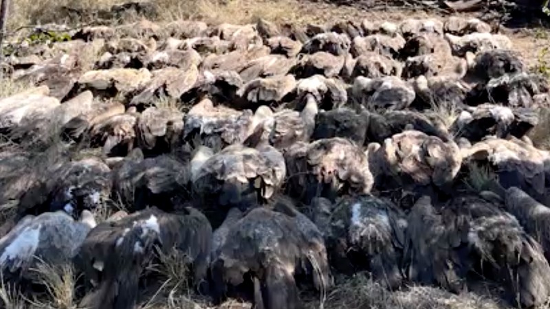 Penjaga taman Afrika Selatan dan organisasi satwa liar setempat menyelamatkan lebih dari 80 burung nasar dari keracunan massal di Taman Nasional Kruger. (Endangered Wildlife Trust/Handout via REUTERS) Penjaga taman Afrika Selatan dan organisasi satwa liar setempat menyelamatkan lebih dari 80 burung nasar dari keracunan massal di Taman Nasional Kruger. (Endangered Wildlife Trust/Handout via REUTERS)