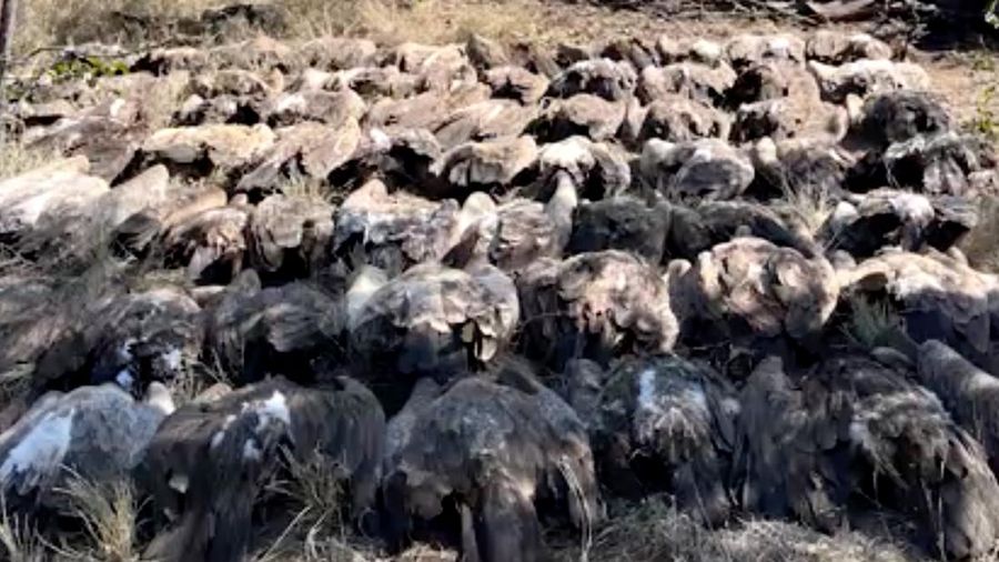 Penjaga taman Afrika Selatan dan organisasi satwa liar setempat menyelamatkan lebih dari 80 burung nasar dari keracunan massal di Taman Nasional Kruger. (Endangered Wildlife Trust/Handout via REUTERS)