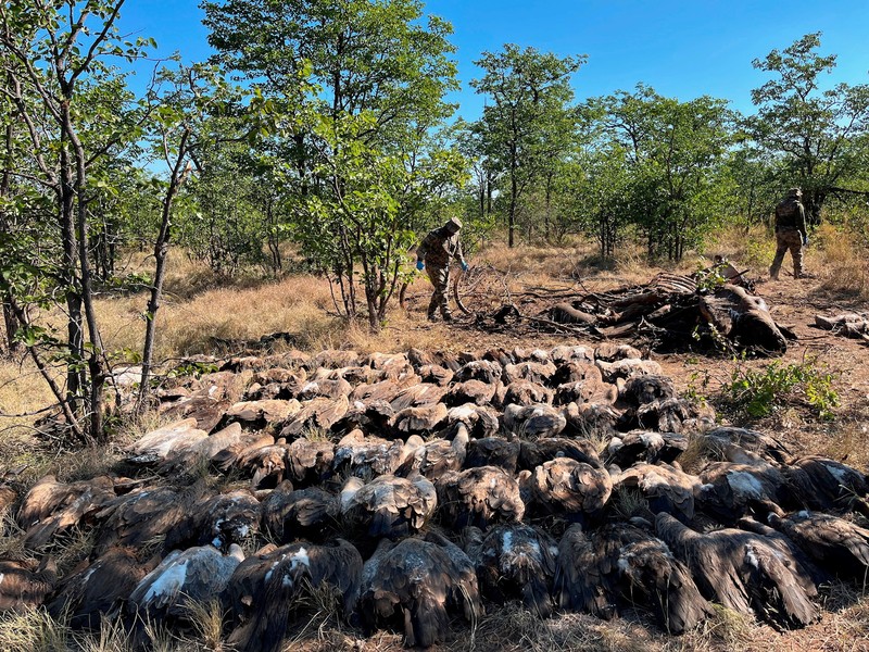 Penjaga taman Afrika Selatan dan organisasi satwa liar setempat menyelamatkan lebih dari 80 burung nasar dari keracunan massal di Taman Nasional Kruger. (Endangered Wildlife Trust/Handout via REUTERS)
