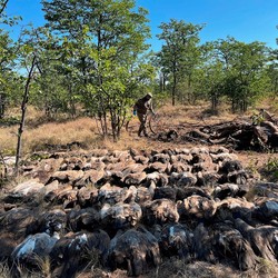 Potret Burung Endemik Afrika Selatan Alami Keracunan Massal