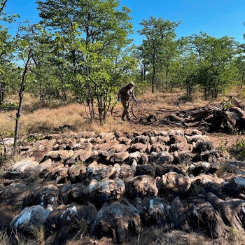 Potret Burung Endemik Afrika Selatan Alami Keracunan Massal