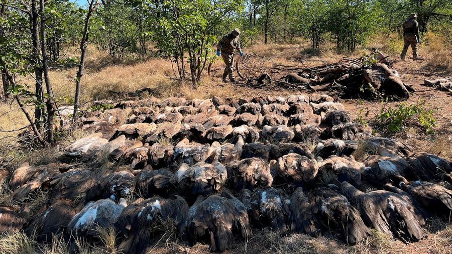 Penjaga taman Afrika Selatan dan organisasi satwa liar setempat menyelamatkan lebih dari 80 burung nasar dari keracunan massal di Taman Nasional Kruger. (Endangered Wildlife Trust/Handout via REUTERS)