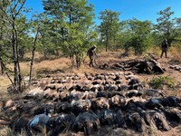 Potret Burung Endemik Afrika Selatan Alami Keracunan Massal