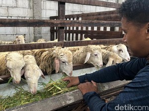 Menengok Peternakan Kambing di Mojokerto yang Berikan Garansi Kematian