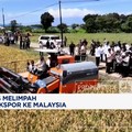 Video: Produksi Beras Melimpah RI Berencana Ekspor Ke Malaysia