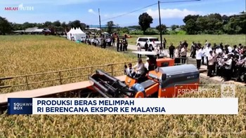 Video: Produksi Beras Melimpah RI Berencana Ekspor Ke Malaysia