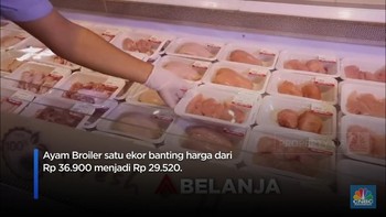 Serbu! Ayam Broiler di Transmart Potong Harga
