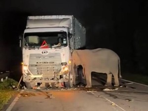 Viral Anak Gajah Mati Tertabrak Truk, Induk Bergeming Tak Mau Pergi