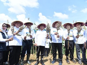 Panen Sorgum di Blora, Mendes Yandri Yakin RI Siap Jadi Lumbung Pangan Dunia