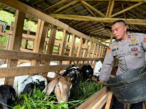 Sukses Ternak Kambing dan Domba, Polisi Pekalongan Ini Menginspirasi Warga