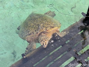 Viral Video Penyu Dewasa Mati di Pulau Derawan, CAN Selidiki
