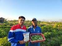 Top! Pertamina Dorong Kesejahteraan 408 Petani di Desa Uma Palak