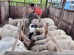 Peternak di Sidoarjo Manfaatkan Limbah Kulit Singkong, Ini Manfaatnya