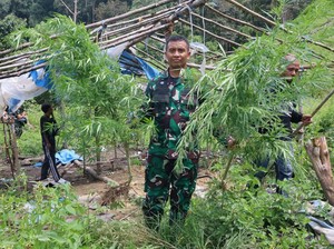 TNI Musnahkan 3 Hektare Ganja di Gayo Lues Aceh