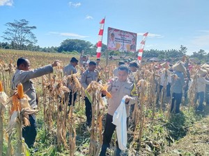 Polres Halmahera Utara Panen Raya Jagung: Bentuk Nyata Sinergitas TNI-Polri