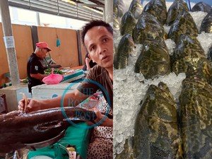 Wow! Ikan Betutu 7,2 Kg yang Kian Langka Harganya Bisa Rp 5,5 Juta