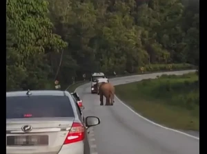 Gajah Luntang-lantung di Jalan, Netizen: Cari Anak yang Mati Ditabrak Truk