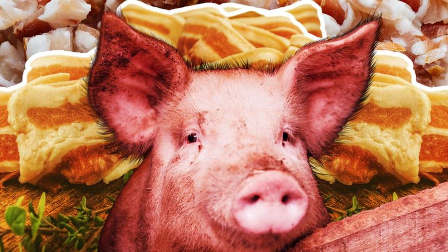 Produksi Daging Babi RI Terus Merosot, Virus dari Afrika Jadi Pemicu