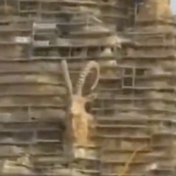 Heboh Kota Qiddiya Arab Saudi, Ada 'Patung' Kambing Raksasa Dibangun