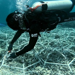 Jaga Ekosistem Laut, Ini Aksi Nyata BRI di Pulau Kapoposang