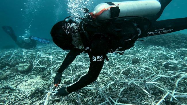 Jaga Ekosistem Laut, Ini Aksi Nyata BRI di Pulau Kapoposang