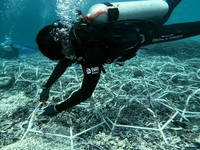 Jaga Ekosistem Laut, Ini Aksi Nyata BRI di Pulau Kapoposang