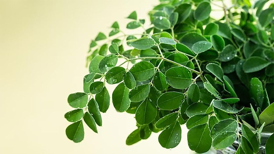 Daun Kelor. (Dok. rsukerthausada)