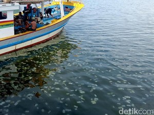 Ubur-ubur Serbu Pelabuhan Mayangan Probolinggo, Pemancing Gigit Jari