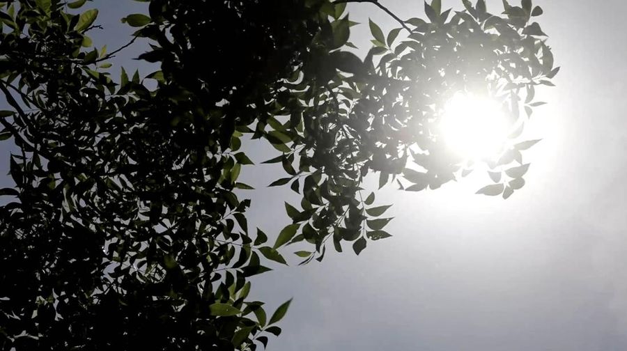 Seorang pria menyelam ke air dari papan loncat di Barton Springs, di tengah gelombang panas, di Austin, Texas, AS, 14 Mei 2025. Seorang pria menyelam ke air dari papan loncat di Barton Springs, di tengah gelombang panas, di Austin, Texas, AS, 14 Mei 2025. (REUTERS/Evan Garcia)