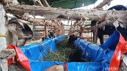Jelang Idul Adha, Penjual Hewan Kurban di Palembang Banjir Pesanan