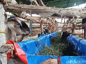 Jelang Idul Adha, Penjual Hewan Kurban di Palembang Banjir Pesanan