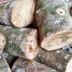 Mengenal Kayu Ular, Harta Karun Terpendam RI Jadi Buruan Dunia