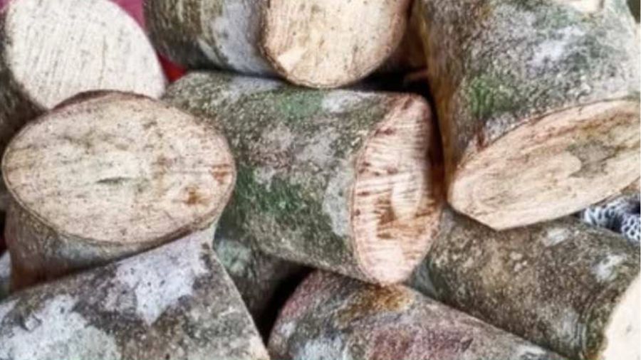 Ilustrasi Kayu Ular. (Tangkapan Layar/Hutanpedia)