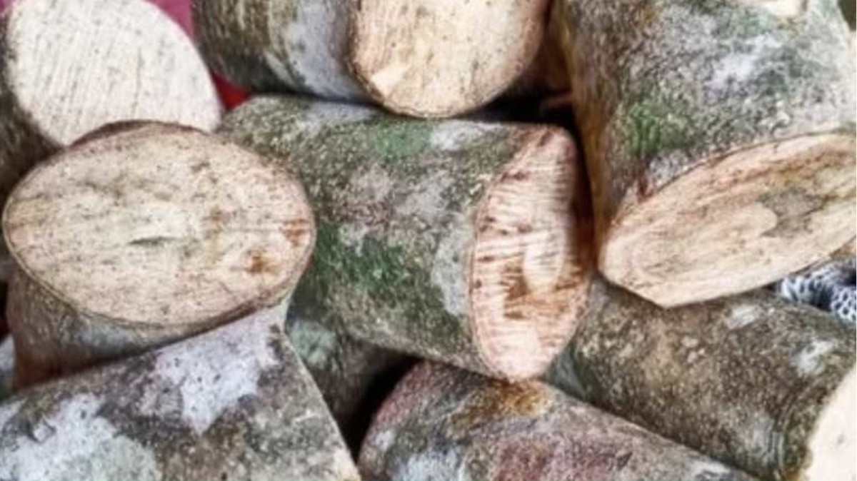 Kayu Ular Indonesia: Misteri Tersembunyi yang Diburu Dunia.