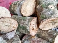 Kayu Ular, Harta Karun Papua yang Jadi Buruan Eropa-Arab