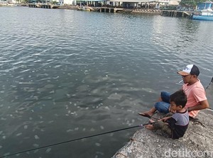 Wuiih... Ubur-ubur Muncul di Pelabuhan Mayangan Probolinggo