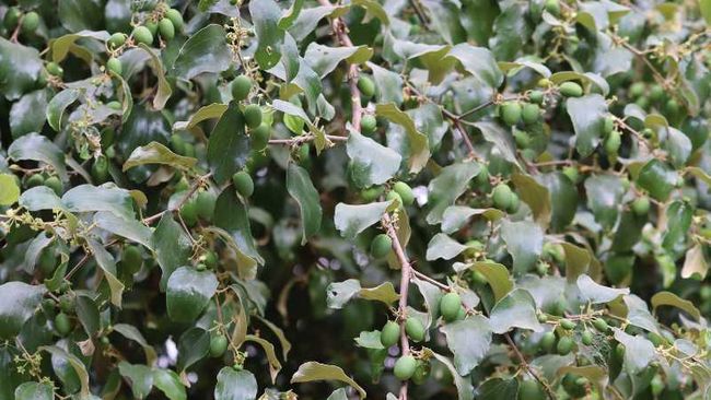 Kayu Indonesia Ini Jadi Rebutan Orang Timur Tengah hingga Eropa