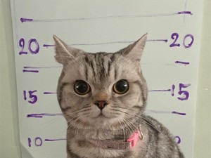 Kucing Ditangkap Polisi Bikin Netizen Meleleh, Jadwal Long Weekend Mei