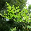 Pohon Ajaib Ini Tumbuh Liar di RI, di China-Malaysia Jadi Harta Karun