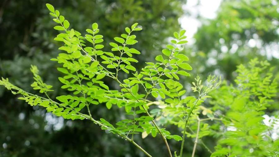 Pohon Kelor. Pohon Kelor. (Dok. lindungihutan)