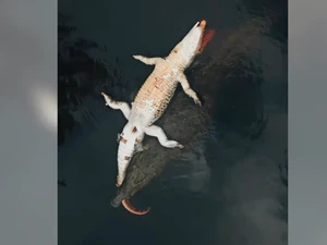 Video Viral Buaya Bawa Buaya Mati Bikin Geger Medsos