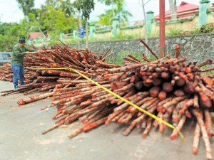 Kasus Penebangan Liar di Nunukan, 800 Batang Kayu Merah Diamankan