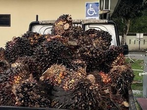 Polisi Tangkap Pencuri TBS Sawit di Bangka Tengah, Kelompoknya Diburu