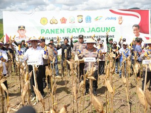 Kapolri dan Mentan Panen Raya Jagung di Bone, Dukung Ketahanan Pangan Nasional