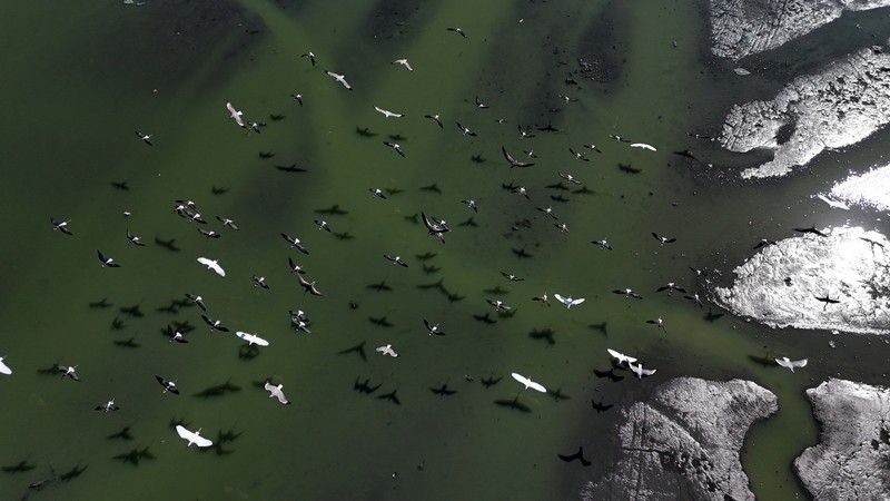 Pemandangan drone menunjukkan tongkang bekerja mengeruk laguna Barra dan Jacarepagua, saat air dari laguna tersebut menodai laut menjadi hijau di lepas pantai Barra da Tijuca, menurut media lokal, di Rio de Janeiro, Brasil, 15 Mei 2025. (REUTERS/Ricardo Moraes)
